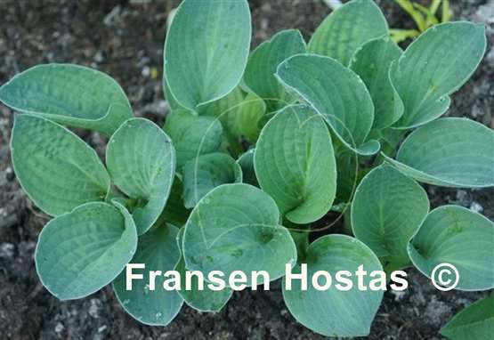 Hosta Lakeside Beach Bum